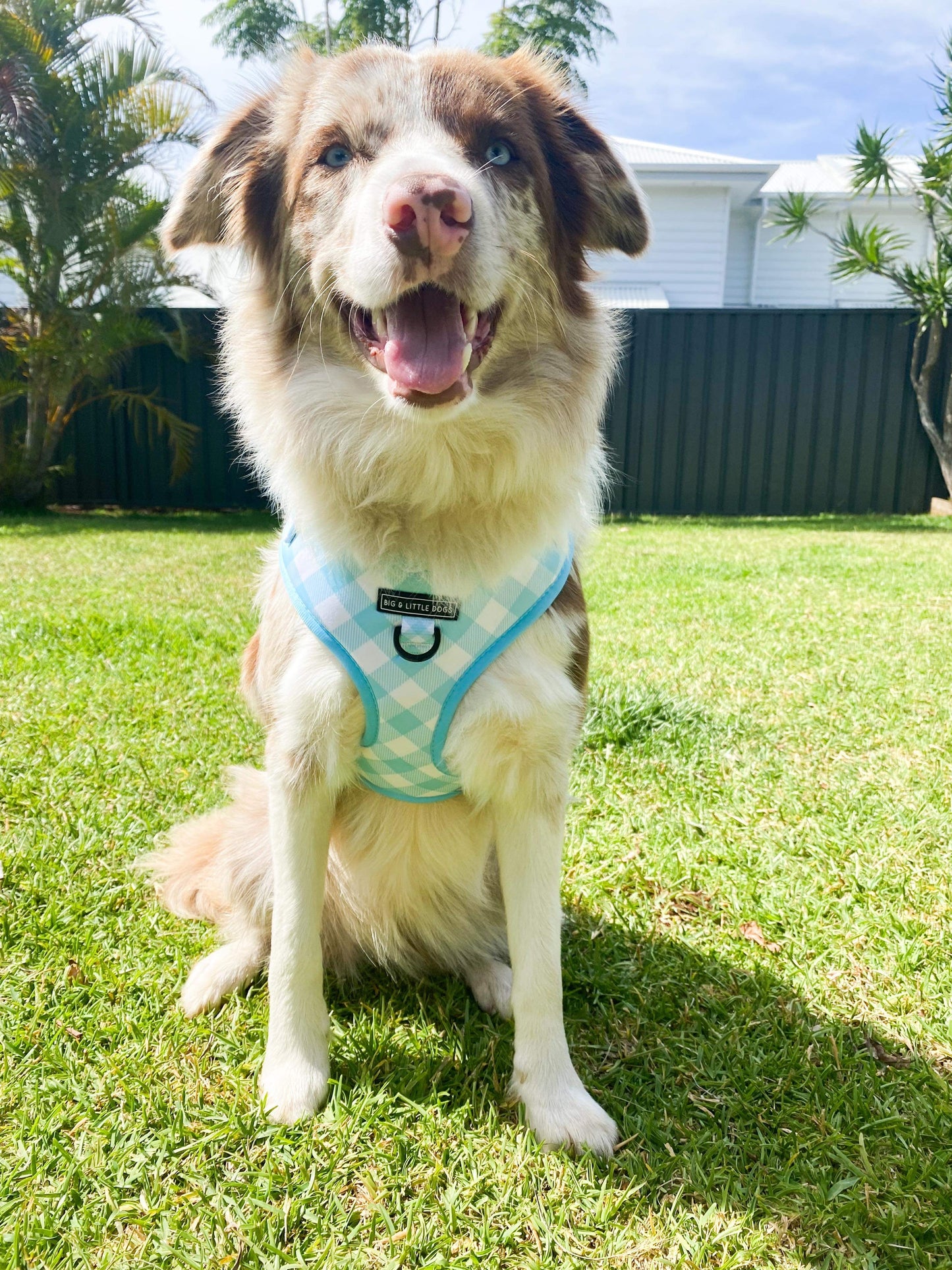 ADJUSTABLE DOG HARNESS: MINT GINGHAM - Big & Little Dogs