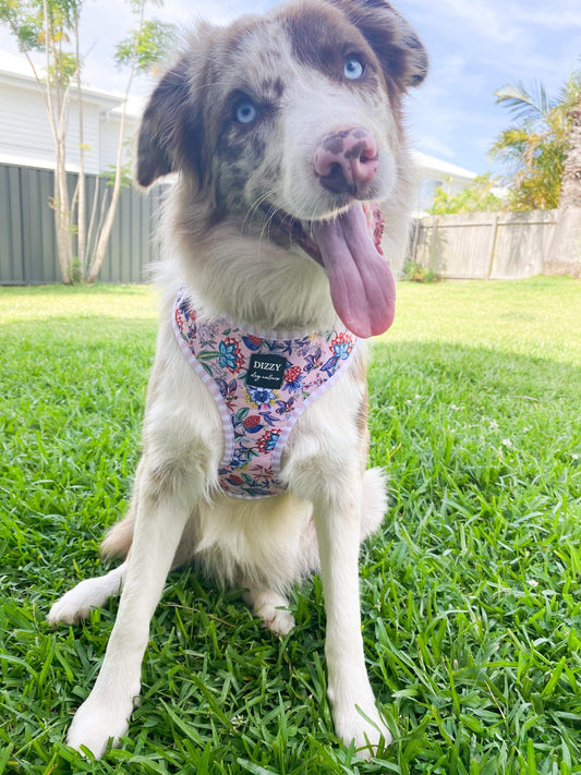 DOG HARNESS - Molly & Polly, Neck Adjustable Harness, Pink Boho Dog Harness- Dizzy Dog